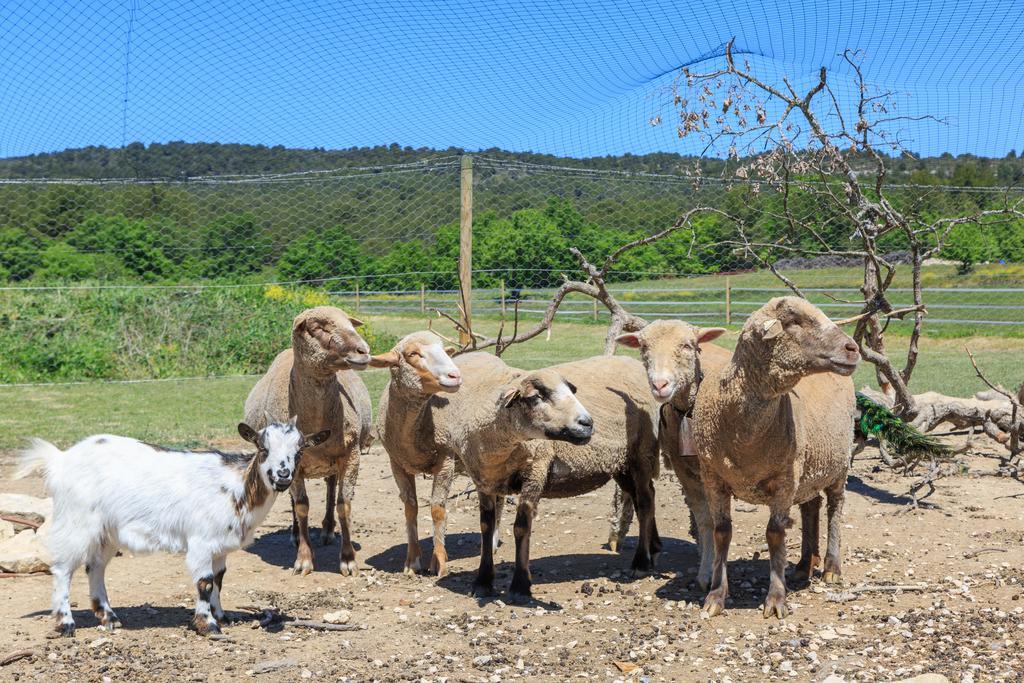 Hébergement de vacances Le Luberon Lou Mas Li Pitchoun Gordes