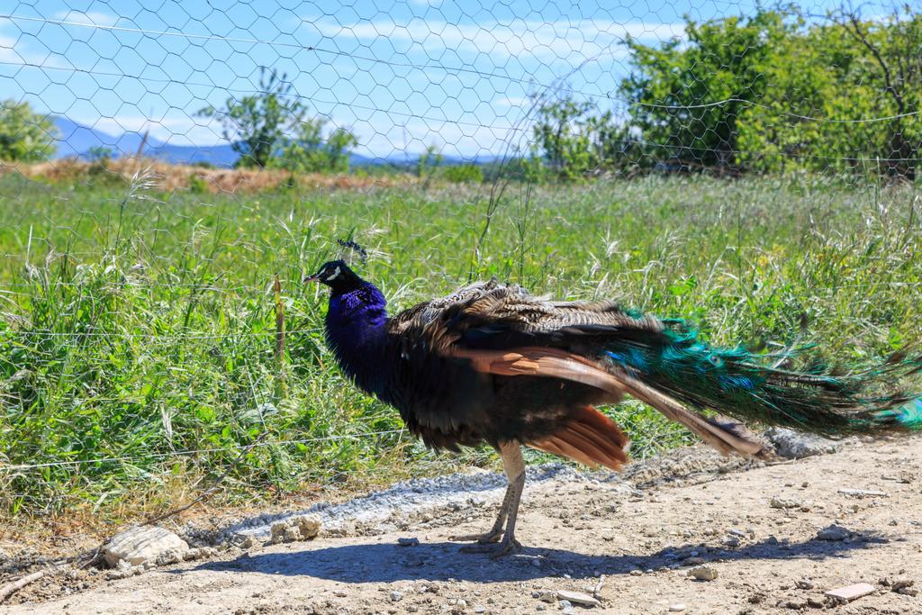 Hébergement de vacances Le Luberon Lou Mas Li Pitchoun Gordes